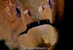 Ari South, Maldives 2011.
Panasonic GF1, macro Leica 45m... by Fabio Strazzi 